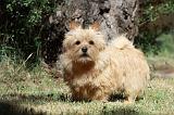 NORWICH TERRIER 038